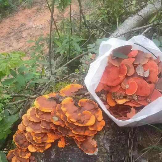 万源市红栓菌又名牛樟芝一手货源产地直供欢迎咨询采购