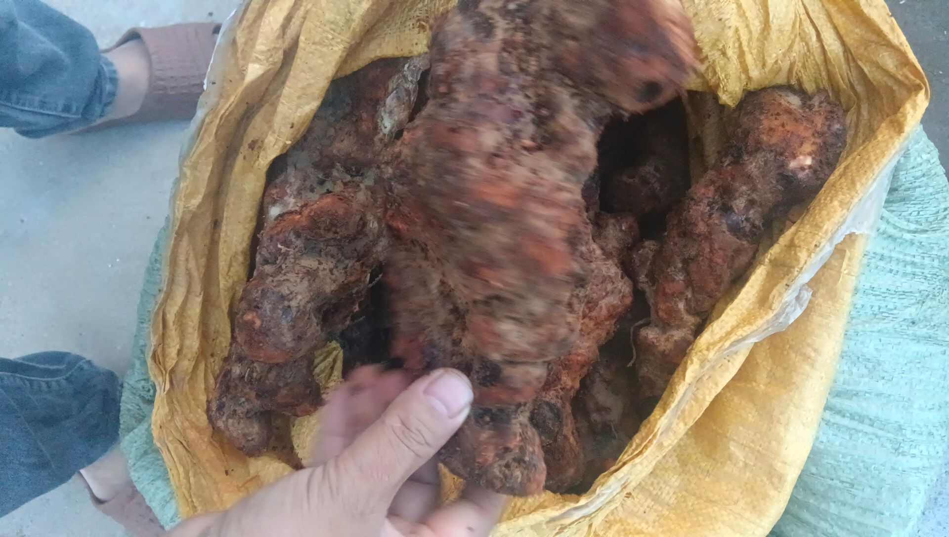 本地土伏苓