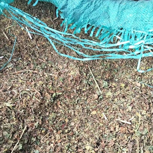 大凉山苦荞糠，苦荞叶大货供应