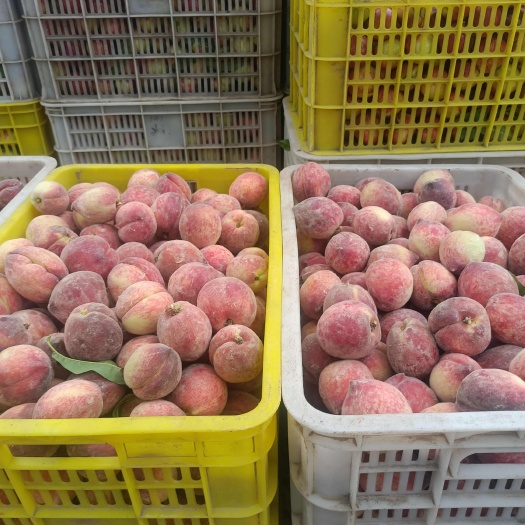 秦岭深山的油，毛桃，脆，甜，红，欢迎您来品签！