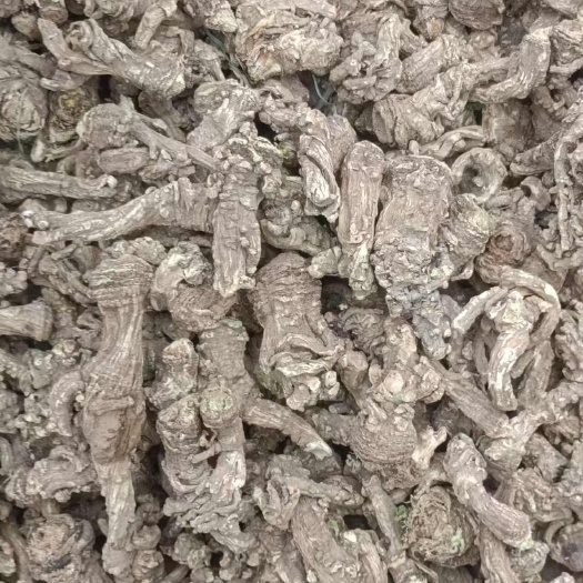 甘洛县当归头子