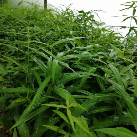 桂林滇黄精黄花品种一进二年苗，苗子健康清秀，茁壮无病害，成活率高