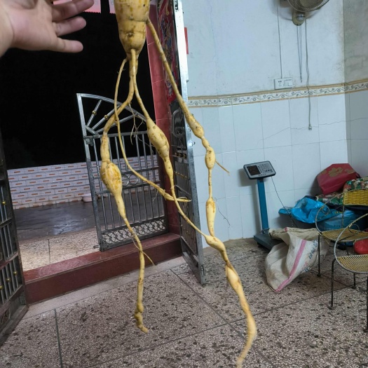 广东梅州牛大力中药材  滋补养生药材 不不要钱！