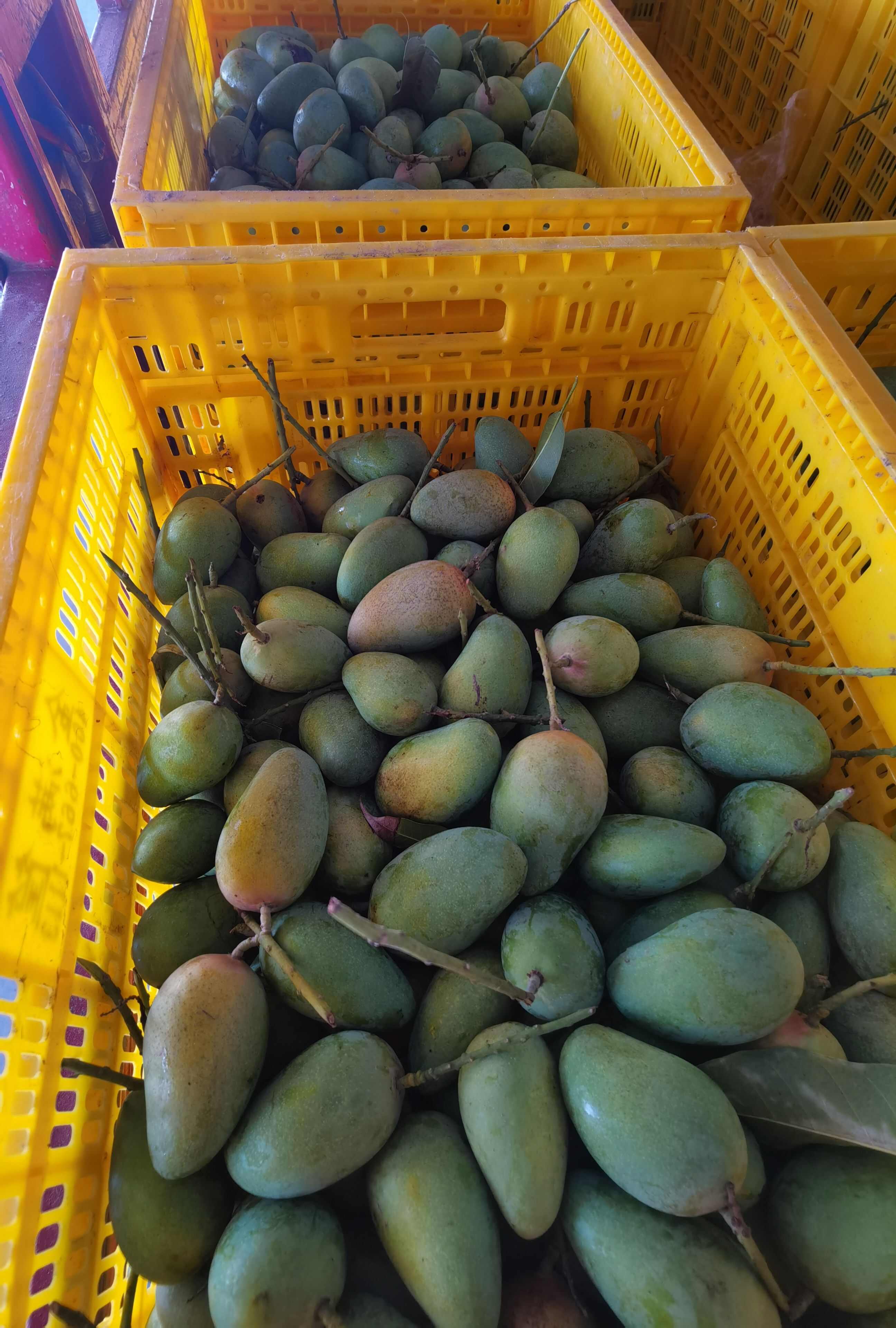 广西甜心小台农芒果，支持电商代发，落地配社区团购，整车发货等