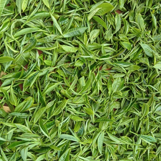 2025夏茶、白茶、生态茶、手工茶