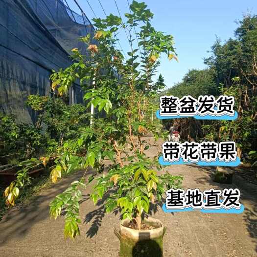 南靖县嘉宝果树葡萄苗树成苗有花有果