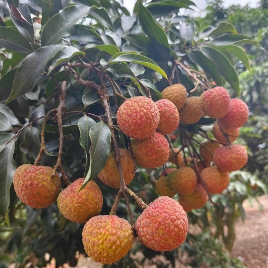 徐闻县广东徐闻荔枝，白糖罂60万斤，本月20号—30号每天交付