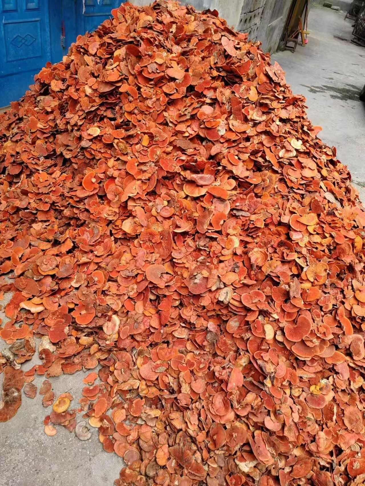 红栓菌又名牛樟芝一手货源产地直供欢迎咨询采购