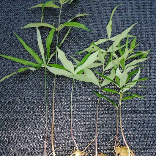 滇黄精黄花品种一进二年苗，苗子健康清秀，茁壮无病害，成活率高