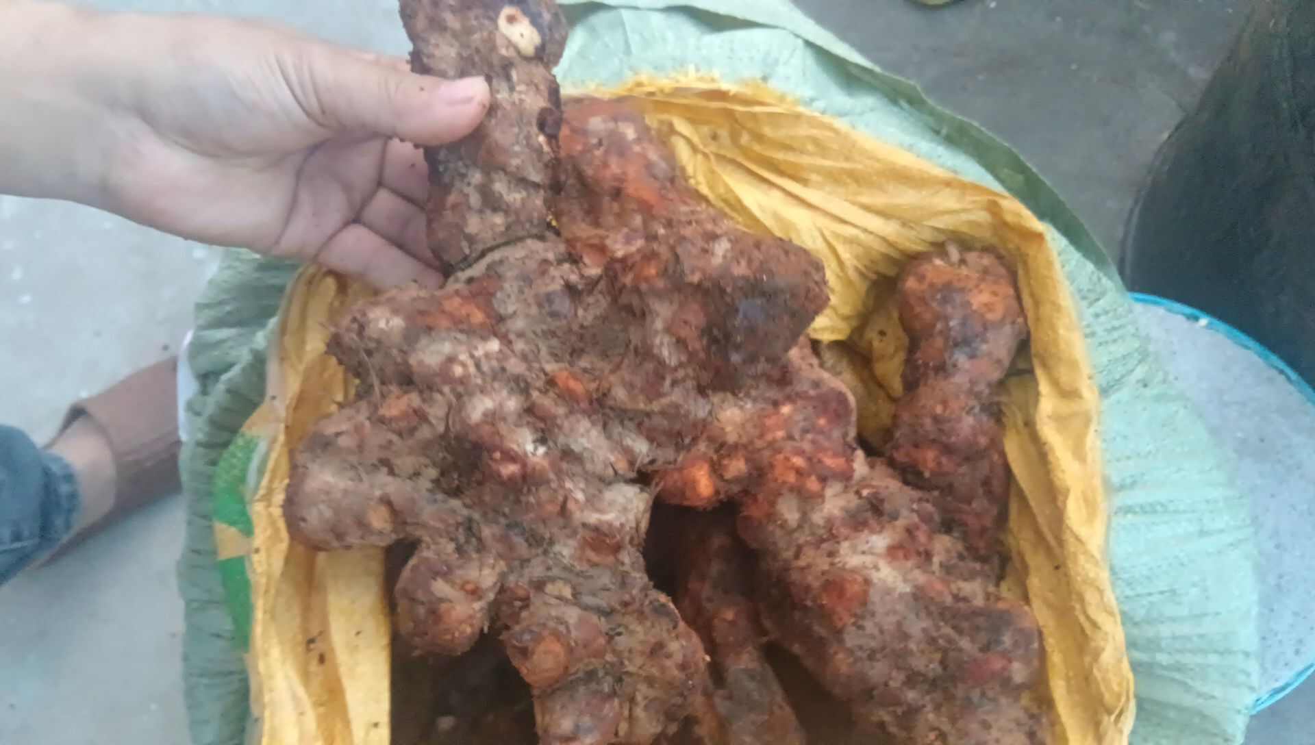 本地土伏苓