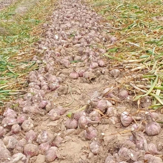 睢县自家种植大蒜100亩大小匀称成熟度高