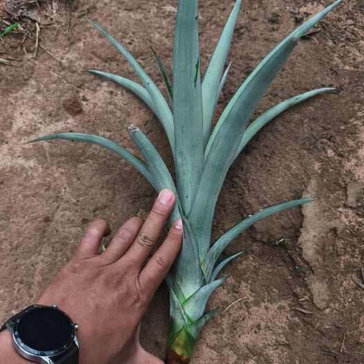 菠萝苗，台农16号甜蜜蜜凤梨苗，