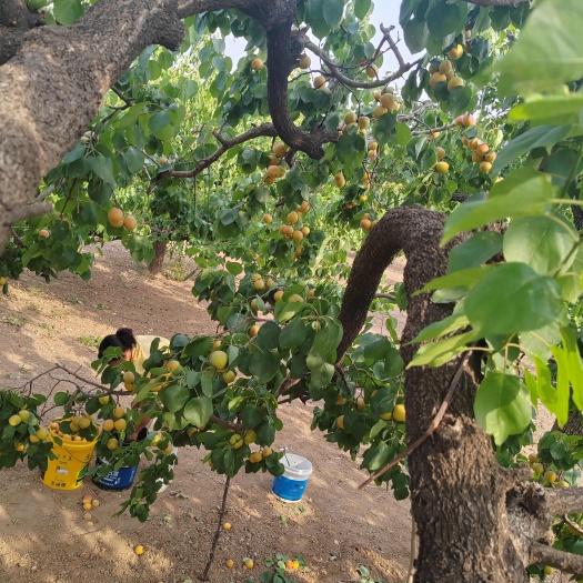 红荷包杏,红御杏,金太阳杏,油杏