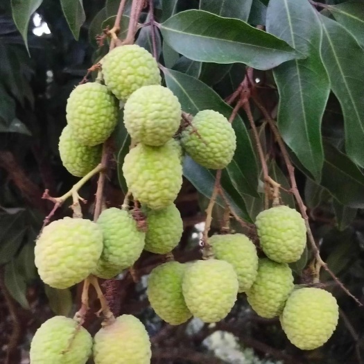 6月5号大量上市