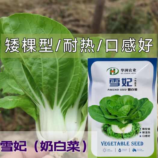 沭阳县华洲雪妃杂交矮脚白菜种子耐热口感好专用良种大田基地青菜种籽