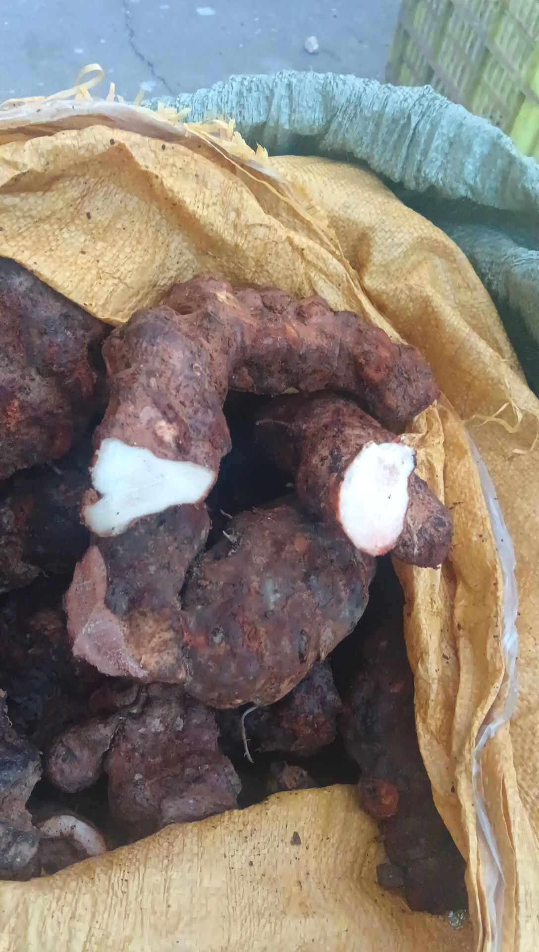 本地土伏苓