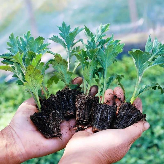 亳州金丝黄菊食用菊花盆栽荷兰菊室内外阳台庭院种植当年开花