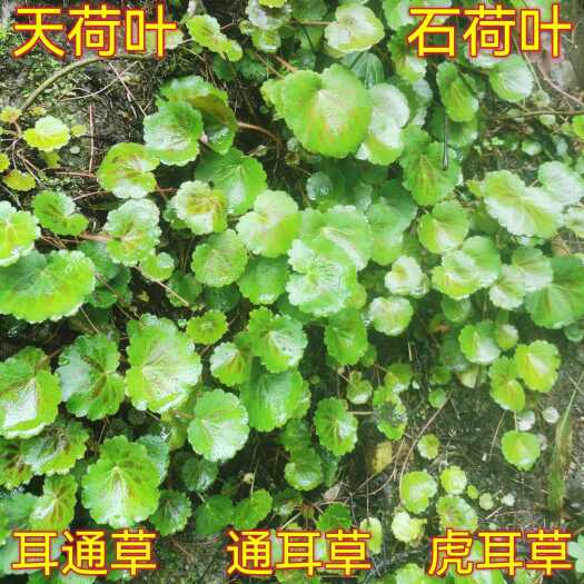 盐津县虎耳草新鲜虎耳草金线吊芙蓉金丝荷叶盆栽造景开花绿植四季绿