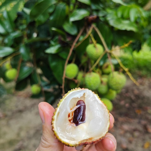 高州市正宗高州妃子笑荔枝酸甜可口顺丰冷链电商一件代发新鲜现摘现发
