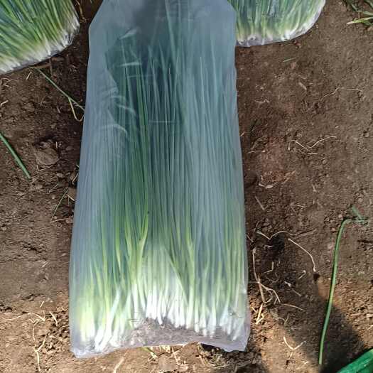 公主岭市香葱，吉林省公主岭怀德镇千万亩香葱基地大量有货，希望合作愉快