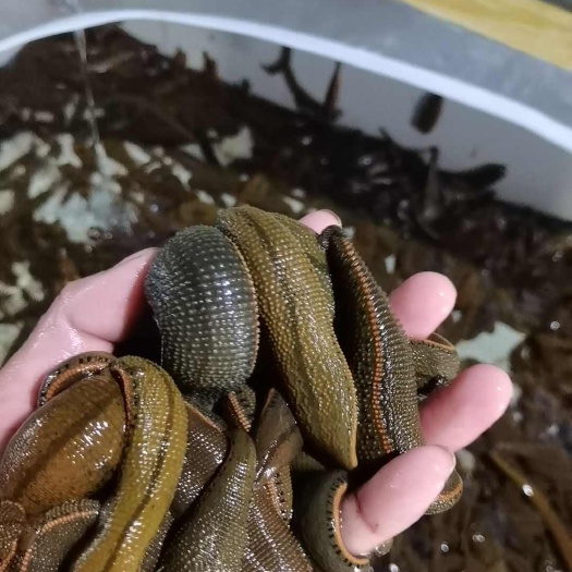菲牛蛭 :采用精养模式,符合药厂标准,保证能达到300以上