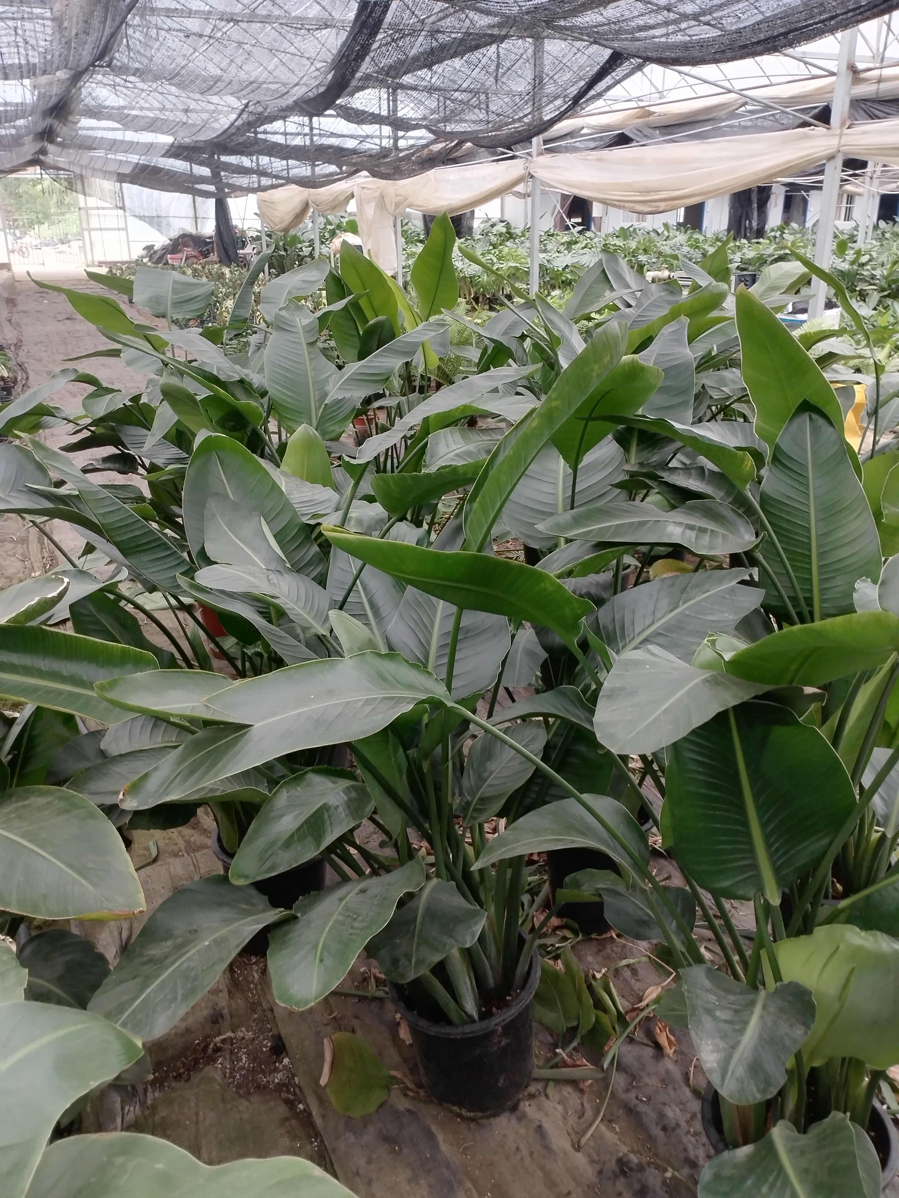 天堂鸟6株苗，高度1.5，叶片厚绿，杆茎壮，