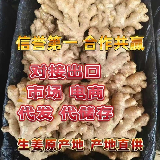 莒县《推荐》生姜 产地直供 块头大 颜色蜡黄 对接出口 市场