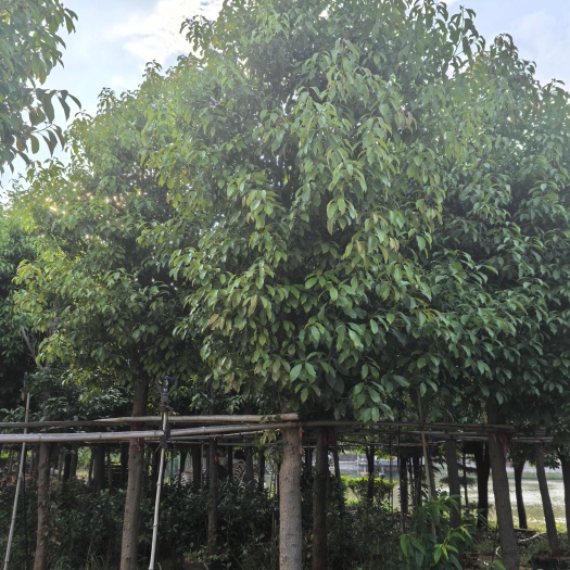 宜良县云南昆明宜良滇润楠金丝楠木批发直供
