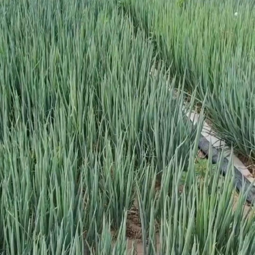 商丘，亳州，永城，钢葱苗，长白葱苗常年出售，目前自有3亩规模