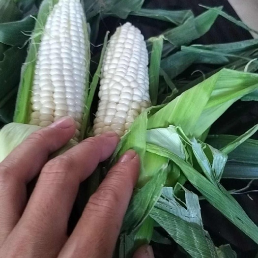 惠东县水果牛奶玉米