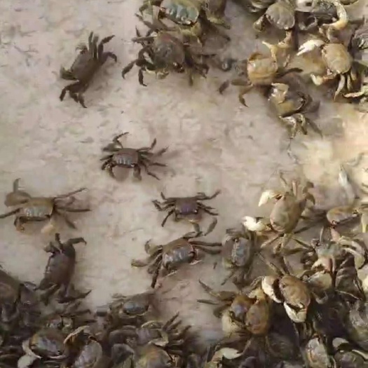 观赏蟹毛脚蟹毛嘟噜子蟛蜞