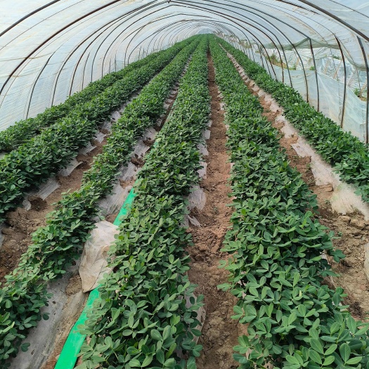江苏徐州新沂白沙花生 鲜货现挖现发 农家自种优质花生