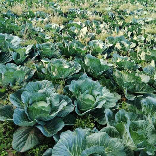 渠县圆包菜 颜色嫩色口感好品质佳，价格美丽1毛5一斤。
