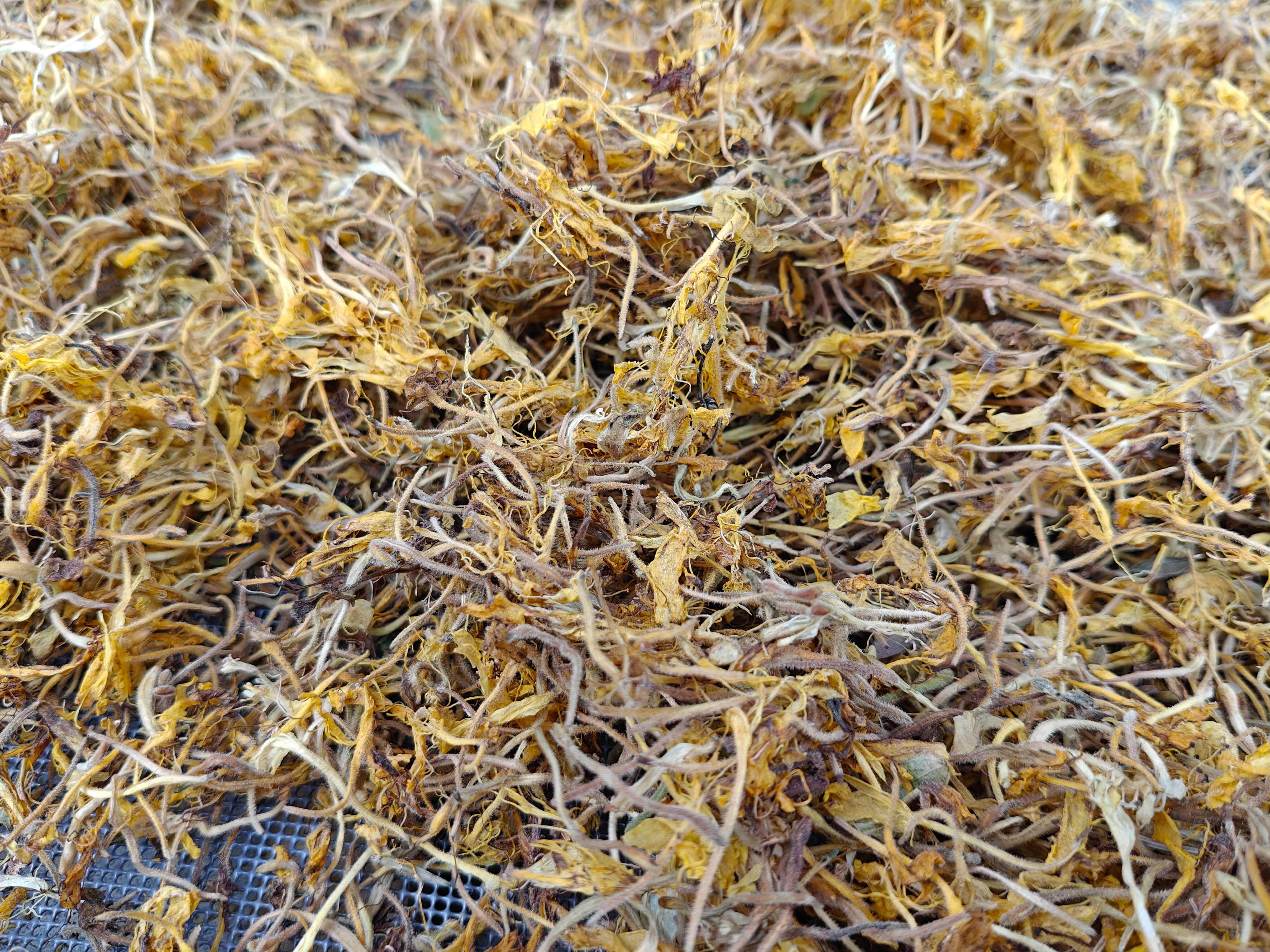 野生金银花