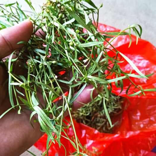 贵港农村採挖白花蛇舌草，正品，不是水线草，需要的老板联系我