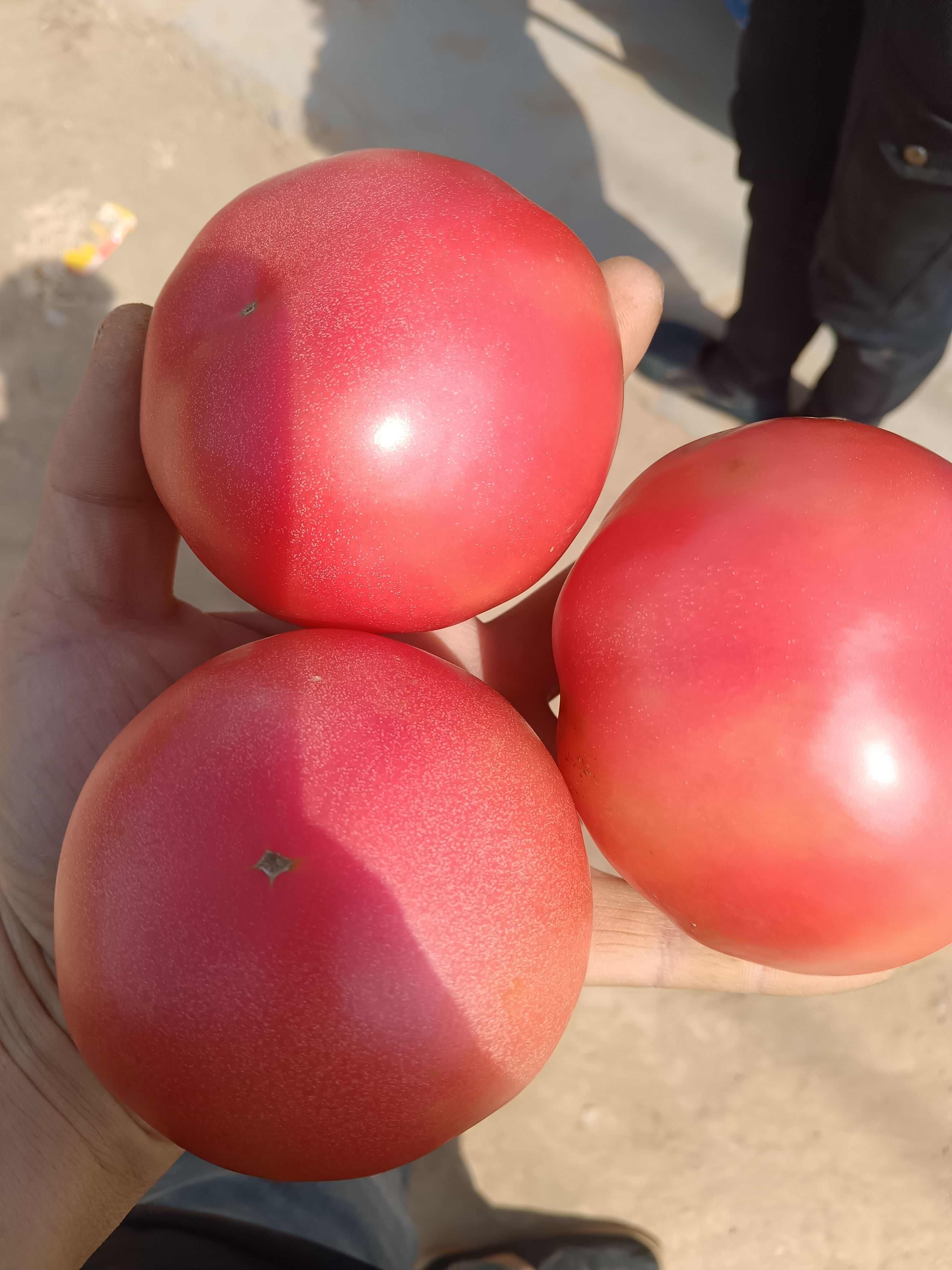 精品硬粉，西红柿
