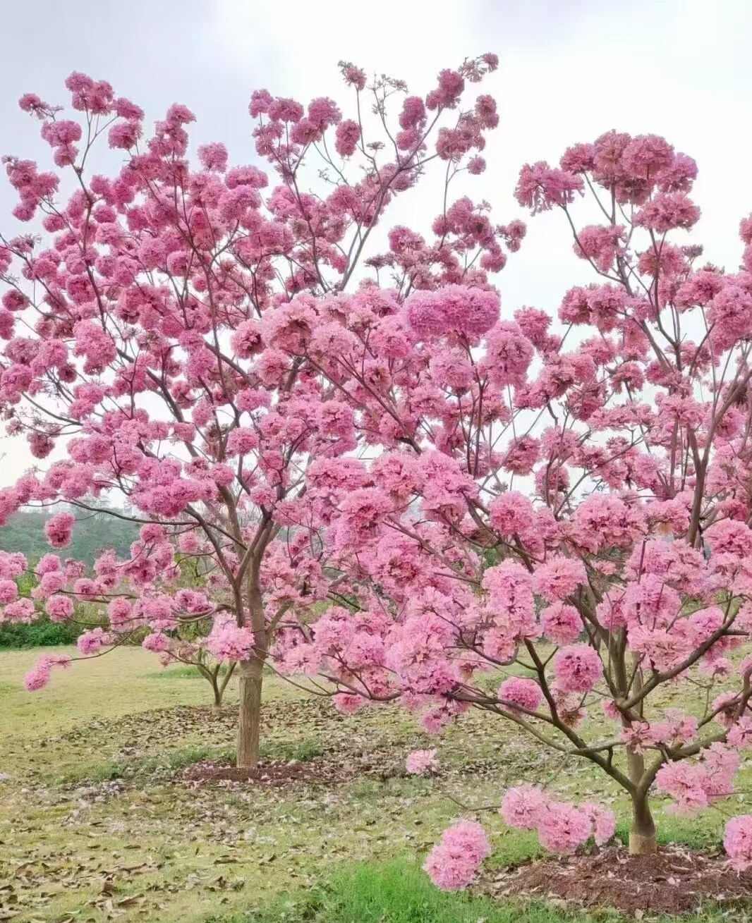 紫花风铃木种子