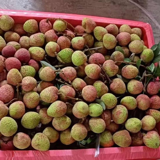 灵山县荔枝特大靓果