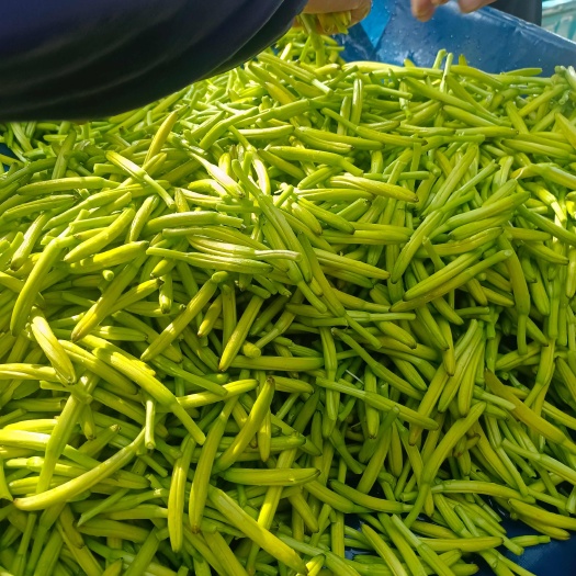 商丘黄花菜，产地直发