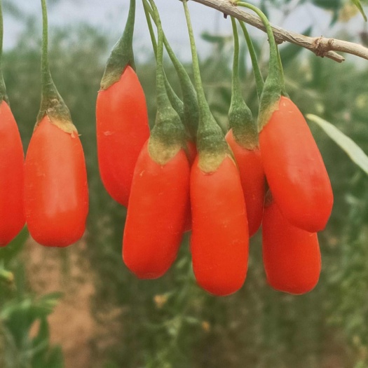 中宁县红枸杞鲜果，新鲜红枸杞