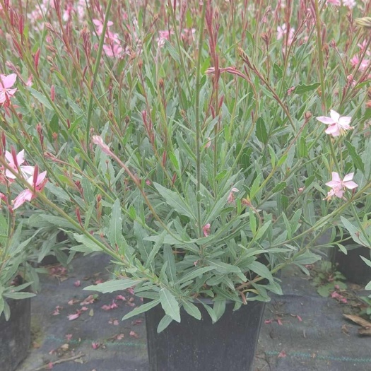 成都青叶千鸟花
