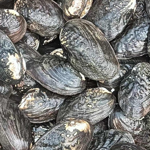 英德市河蚌，