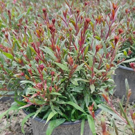 成都紫叶千鸟花
