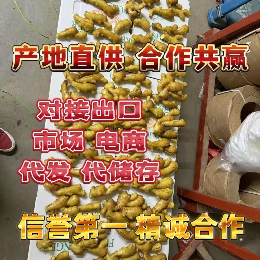 《推荐》大黄姜 块头大 颜色蜡黄 版型好 全国发货 合作共赢