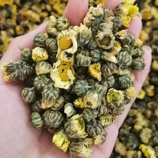 肇庆胎菊散装新鲜采摘花草茶批发代发