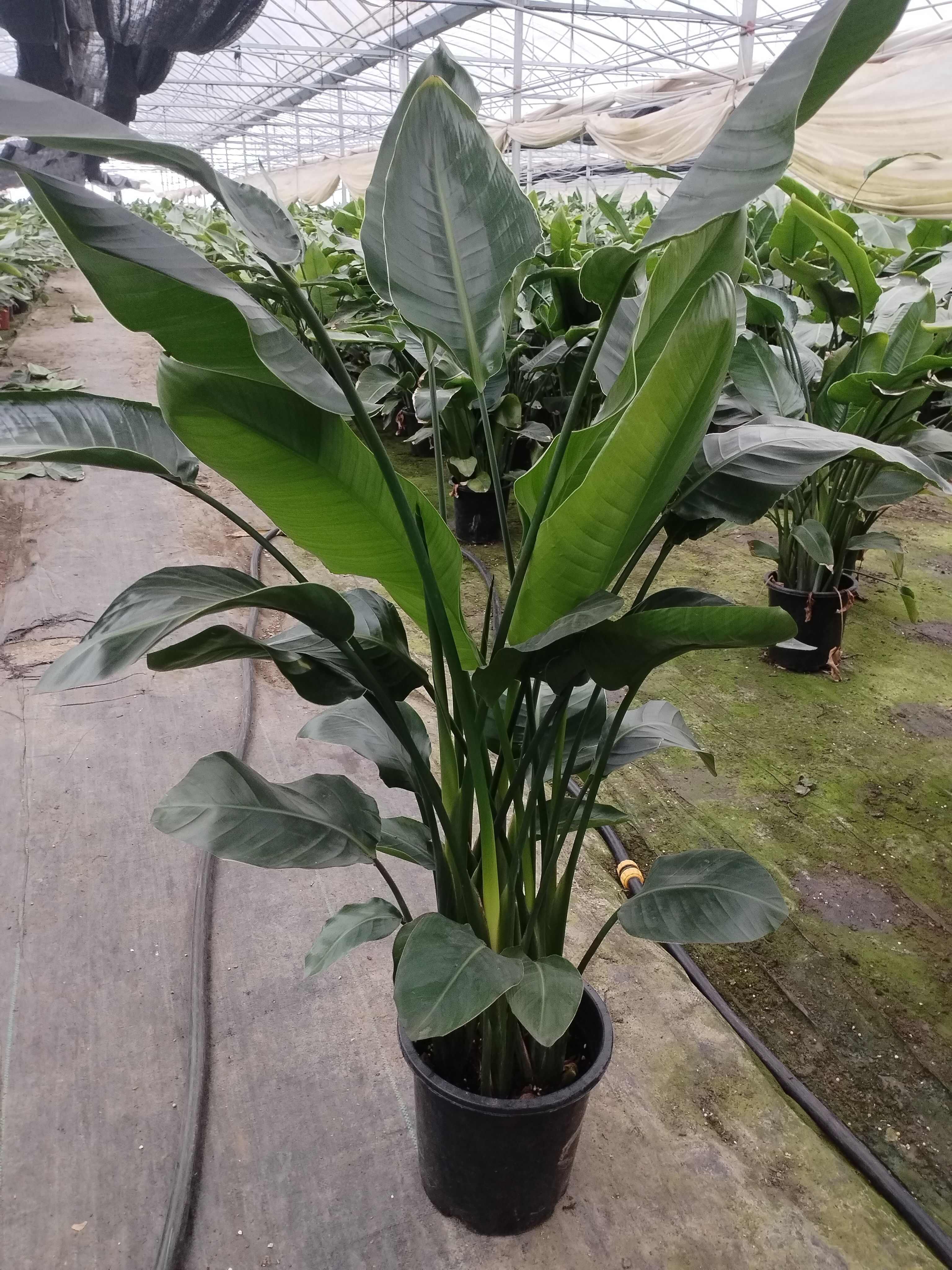 天堂鸟6株苗，高度1.5，叶片厚绿，杆茎壮，