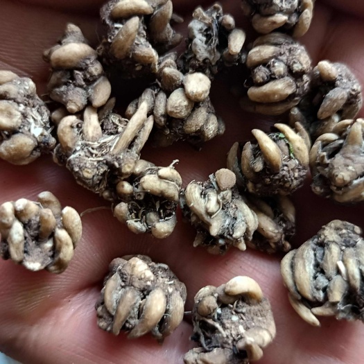 淮滨县黄皮尖爪，水洗两遍，干净，干