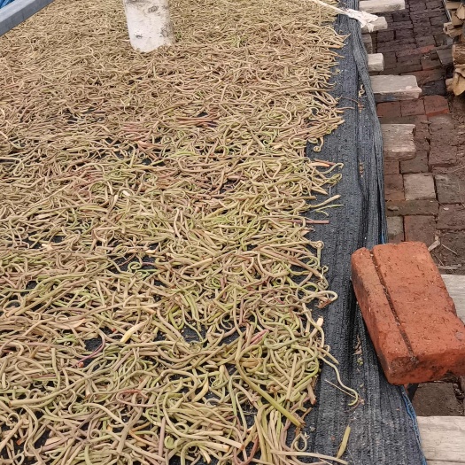 虎林市晒干的薇菜