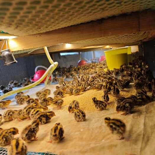 连云港健康无抗鹌鹑苗 青年苗 出壳苗 孵化养殖场全国直达