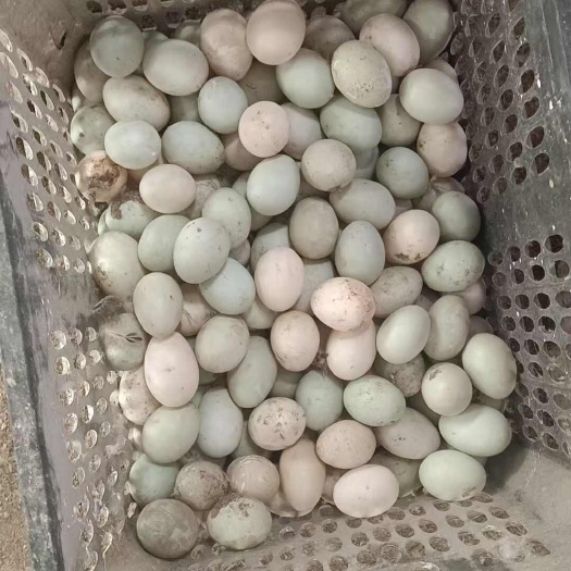 毛鸭蛋